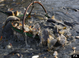 EU Fishing Quotas Have Angered Britain For Several Years