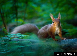 The winning photo in the 2011 RSPCA Young Photographer Awards