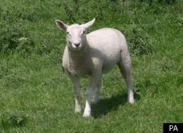 Police On Hunt For Sheep Killer (File Picture)