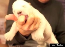 polar bear cub siku is adorable