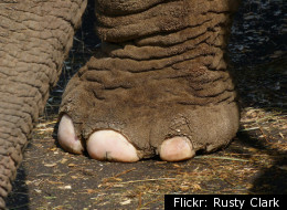 the elephant's sixth toe is hidden in the fleshy pad