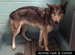 A similar male wolf-dog was found in Alaska earlier in December.