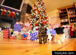 Cute puppies at Christmas