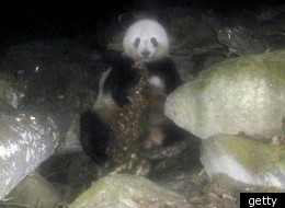 Picture of a panda eating meat will shock many