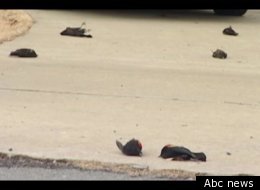 Thousands of dead blackbirds fell from the sky in Beebe, Arkansas, for the second New Year's Eve in a row