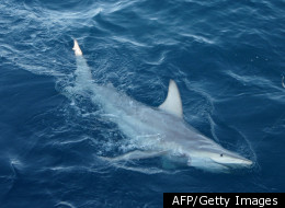 A hybrid black tip shark containing both common and Australian black tip DNA