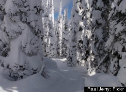 Whitefish Mountain Resort in Montana is known for its tree skiing.