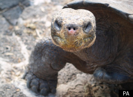 A Galapagos giant tortoise