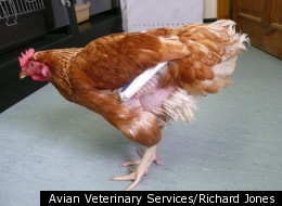 Pet hen Amelia had an expensive bionic leg fitted