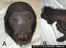 Skull (A) and hand (B) of nonhuman primate bushmeat.