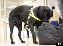 Sniffer dogs fail to detect the fertiliser bomb