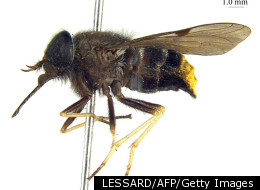 The Scaptia (Plinthina) beyonceae was so named because of it’s striking abdomen