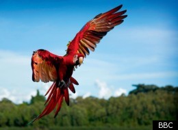 Earthflight in one of Tonight's TV Picks, as it visits South America, and finds the Andean Condor