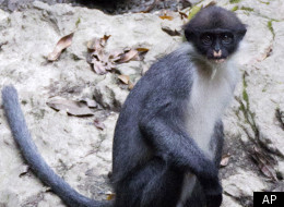 Miller's Grizzled Langur, thought to have been extinct since 2004, is alive and well in the rainforests of Borneo