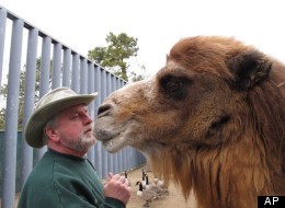 Princess, a Bactrian camel famous for her ability to correctly predict the winner of football games, nuzzles with John Bergmann, general manager of Popcorn Park Zoo in Lacey Township, N.J. on Thursday Jan. 26, 2012, one day after Princess picked the New York Giants to beat the New England Patriots in the Super Bowl. Princess makes her