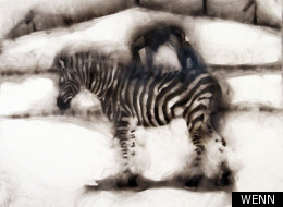 This picture of a zebra was made using a burning credit card