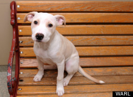 Ruby Tuesday is a happy, friendly four-month-old female puppy whose owner gave her up due to an eviction. Ruby Tuesday is available for adoption through the Washington Animal Rescue League.