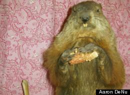 The taxidermied version of Potomac Phil.