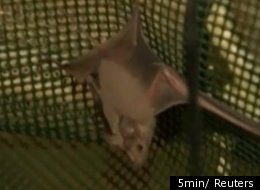Abandoned Israeli army bunkers along the Jordan River are providing a lifeline for bats on the endangered species list.