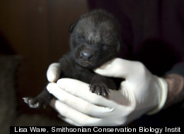 A fuzzy bundle of joy at 8 days old: One of four maned wolf pups born at the Smithsonian Conservation Biology Institute in Virginia poses for the camera.