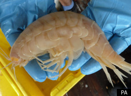 The new specimen measured 11in (28cm) - compared to the usual length of 0.8in-1.2in (2cm-3cm)