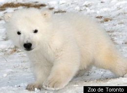 Zoo de Toronto