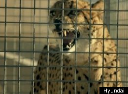 The cheetah in this Hyundai ad quickly realized which battle that he could win.