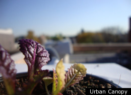 Mustard greens grown by The Urban Canopy, a new farm in development on the rooftop of The Plant in Chicago's Back of the Yards neighborhood.