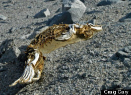 A seal carcass in one of the Dry Valleys of Antarctica in a stage of advanced mummification.