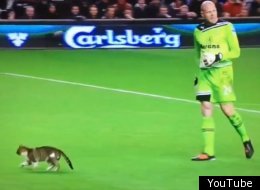 Anfield Cat