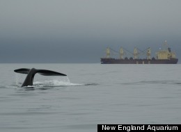 Right whales share their environment in the Bay of Fundy with noisy cargo ships. The noises are so low and loud it would take weeks to fully dissipate from the ocean, even if all ships were stopped.