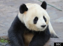 Wild About Pandas is on Friday at 9.00pm on BBC2