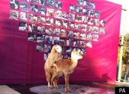 Valentine's Day was celebrated in many different ways around the world, some quirky...some furry.