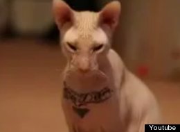 The cat was tattooed with the same design as his owner