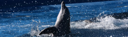 Image for Δεύτερο μωρό δελφίνι σκοτώθηκε από λουόμενους που ήθελαν να βγάλουν selfie στην Αργεντινή
