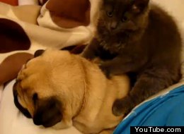 Cat massages a pug