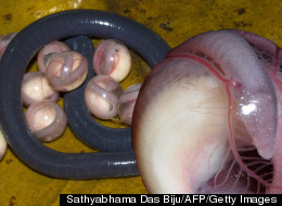 The chikilidae are the most primitive of three amphibian groups that also include frogs and salamanders