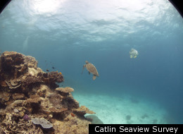 Catlin Seaview Survey Take Google Earth Under The Sea