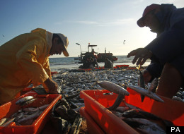 MPs have called for fishing regulation to be reformed.