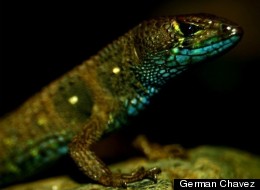 A male of the new species <em>P. montanicola</em>.