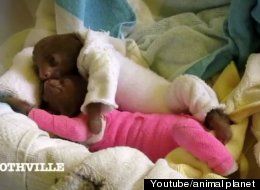 The sloths are coming...to the UK