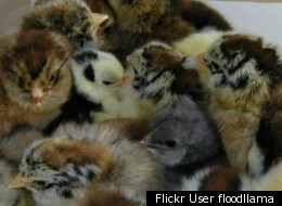 Chicks hatched from an incubator. Flickr User floodllama