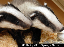 A British cemetery is being overrun by badgers that are digging up graves.