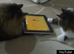 Guard that cheese: Two cats bat at a mouse, one of the three Affection Collection games available for your feline