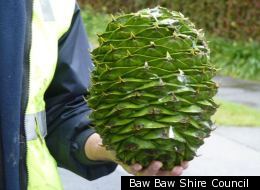 Take cover: A 120-year-old Buyna Pine is shedding 10kg pine cones