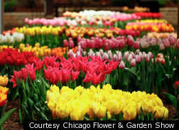 Tulips on display at a previous show. Over 90 varieties will be showcased this year.
