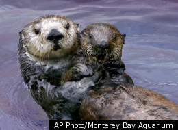 This undated image provided by the Monterey Bay Aquarium Foundation shows Toola, a sea otter who died at the aquarium, Saturday March 3, 2012, in Monterey, Calif. Believed to be 15 or 16, Toola succumbed to natural causes and to the infirmities of age, an aquarium spokesman said.