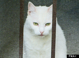 A cat trapper was beaten and robbed of his pants in Florida.