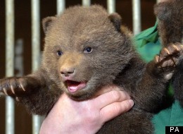 The bears were born in Germany