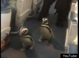 A pair of cute penguins greet passengers on a flight from San Antonio to Atlanta
